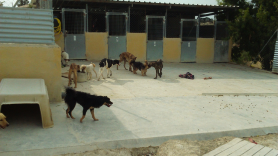 Perritos34.JPG